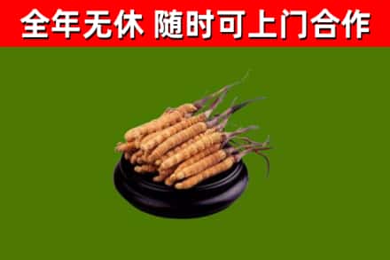 河源市烟酒回收冬虫夏草.jpg