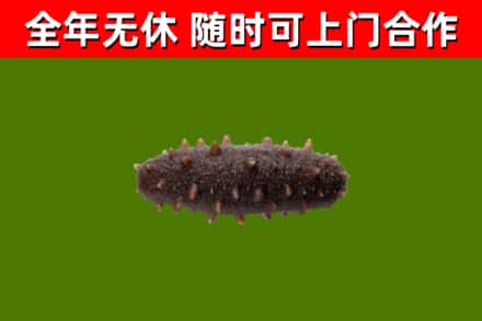 河源市烟酒回收干海参.jpg